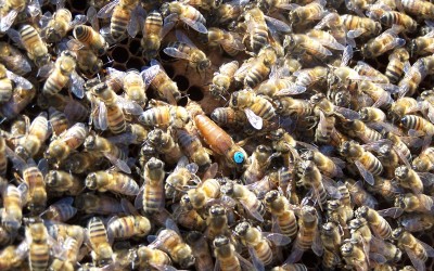 Seminario “Apis mellifera ligustica Spin.” – 15/02/2019 ore 9:00 Museo della Civiltà Contadina Villa Smeraldi (BO)