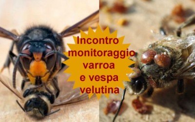 Programmazione monitoraggio Varroa e Vespa Velutina – Venerdi 5 Maggio ore 20:00 c/o Az. Stuard (PR)