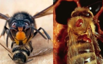 Monitoraggio Velutina e rilevazioni Varroa 2019